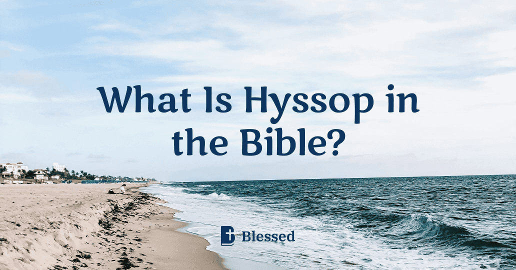 What Is Hyssop in the Bible?